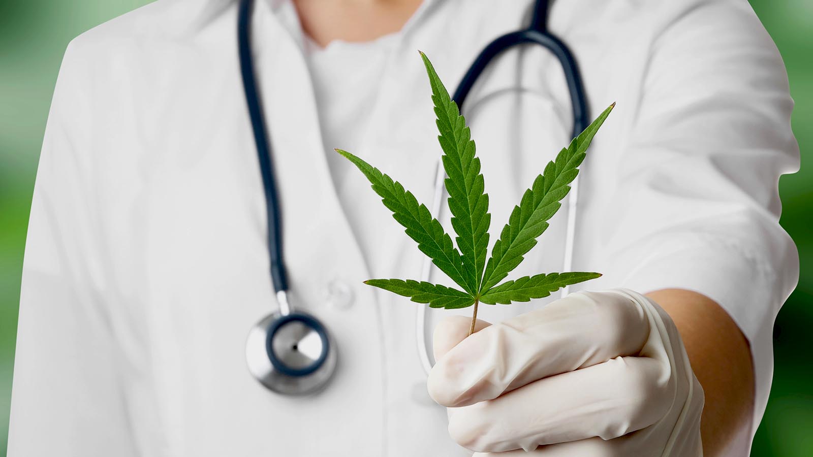 Premium cannabis leaf holding herbal medicine, medical cannabis research and formulation, natural plant-based solutions, professional healthcare, cannabis industry development, lab-tested cannabis products, advanced formulation techniques, holistic health, sustainable herbal medicine, high-quality cannabis extracts, licensed cannabis research facility, innovative cannabinoid formulations, eco-friendly medicinal plant research, medical cannabis formulation expertise, health and wellness industry.